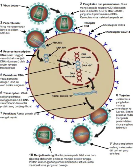Gambar 3. Siklus Replikasi HIV (Anonim, 2013 g )