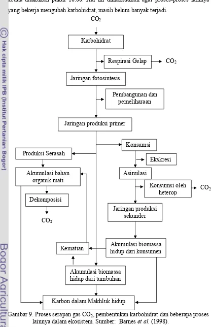 Gambar 9. Proses serapan gas CO2, pembentukan karbohidrat dan beberapa proses  lainnya dalam ekosistem