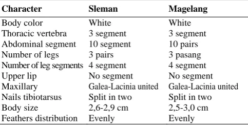 Table 2. Results of morphological identification of white grub from Sleman and Magelang  