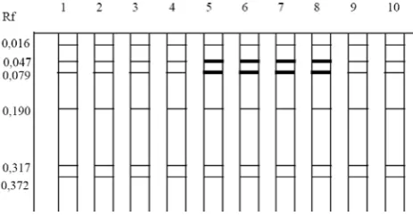 Figure 3. Zimogram proteins in samples of white grub from Magelang   