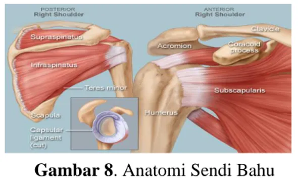 Gambar 8. Anatomi Sendi Bahu  Diambil dari http://www.flexfreeclinic.com 