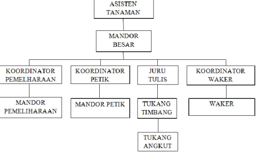 Gambar 2.3.2 Struktur Organisasi Kebun PT. Perkebunan Nusantara XII  Wonosari 