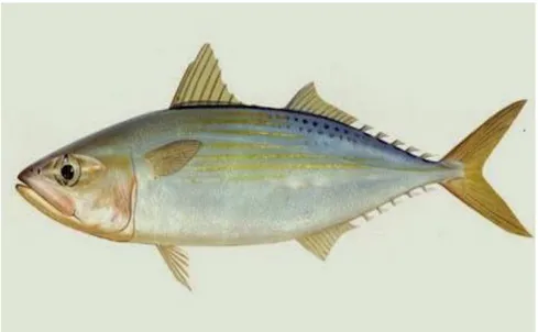 Gambar 1. Ikan Kembung (Perdanamihardja, 2001) 
