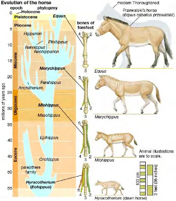 Gambar 1  Evolusi kuda (Sumber: Anonim 2005b).