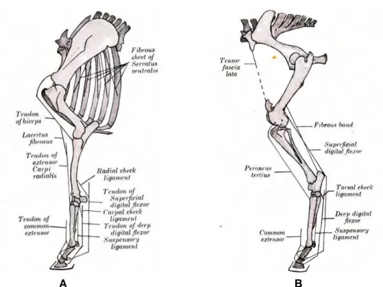 Gambar 2  Stay apparatus kaki depan (A) dan kaki belakang (B) kuda   (Sumber: Sisson dan Grossman 1958)