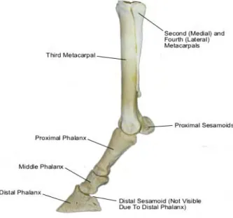 Gambar 3  Tulang kaki depan kuda (Sumber: Merritt 2003). 