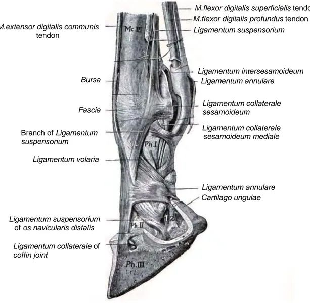 Gambar 5  Susunan ligamenta pada kaki kuda (Sumber: Sisson dan Grossman   1958). 