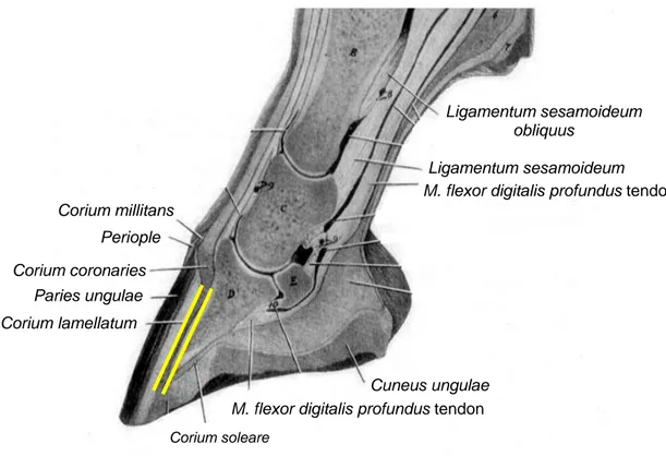 Gambar 9  Penampang longitudinal kuku normal kaki depan pada kuda. 