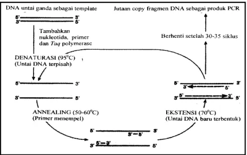 Gambar 7. Siklus Pembentukan Molekul DNA Baru dalam Proses PCR (Muladno,  2002). 