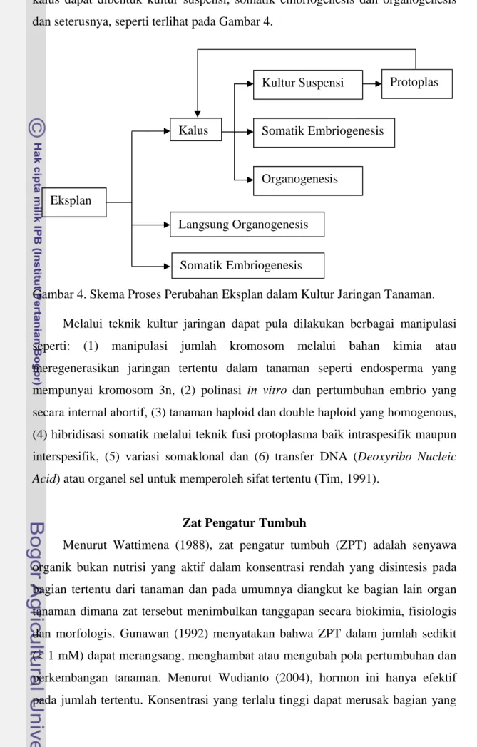 Gambar 4. Skema Proses Perubahan Eksplan dalam Kultur Jaringan Tanaman. 