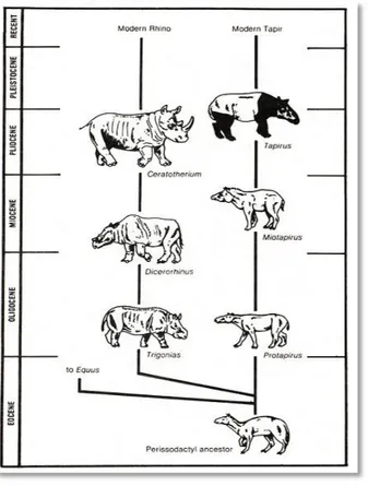 Gambar 1 Evaluasi  badak dari  masa  Eocene  hingga  Pleistocene (Ricci 1985) 