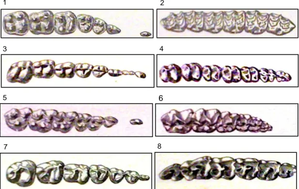 Gambar 3 Evolusi gigi molar dan premolar bagian atas kanan;  