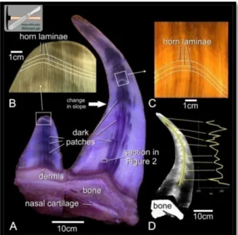 Gambar 4 Struktur interna cula badak Sumatera dengan CT-Scan 
