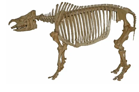 Gambar 2 Anatomi Skelet Badak Sumatra  