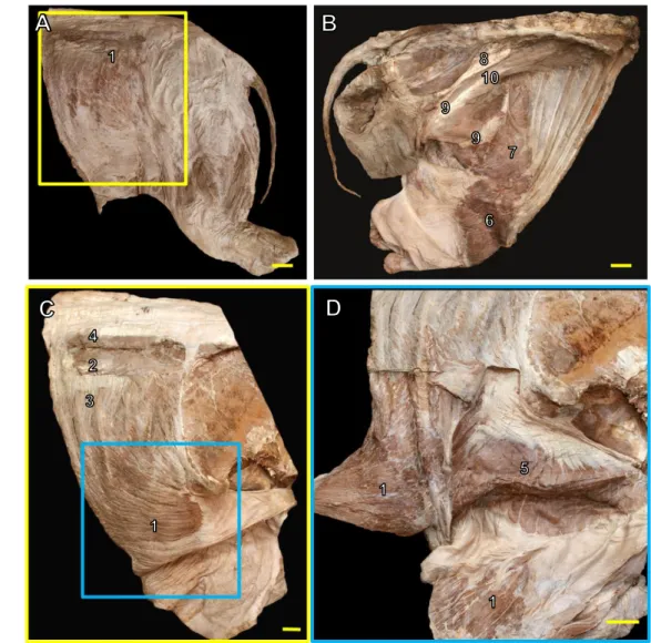 Gambar 4  Otot-otot daerah dinding perut dan gelang panggul  A. Gambaran otot superfisial dinding perut lateral 