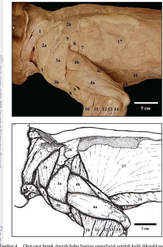 Gambar 4  Otot-otot beruk daerah bahu bagian superfisial setelah kulit dikuakkan. 