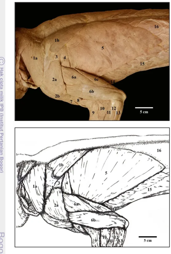 Gambar 5  Otot-otot  beruk  daerah  bahu  bagian  superfisial  setelah  m.  panniculus  carnosus dikuakkan