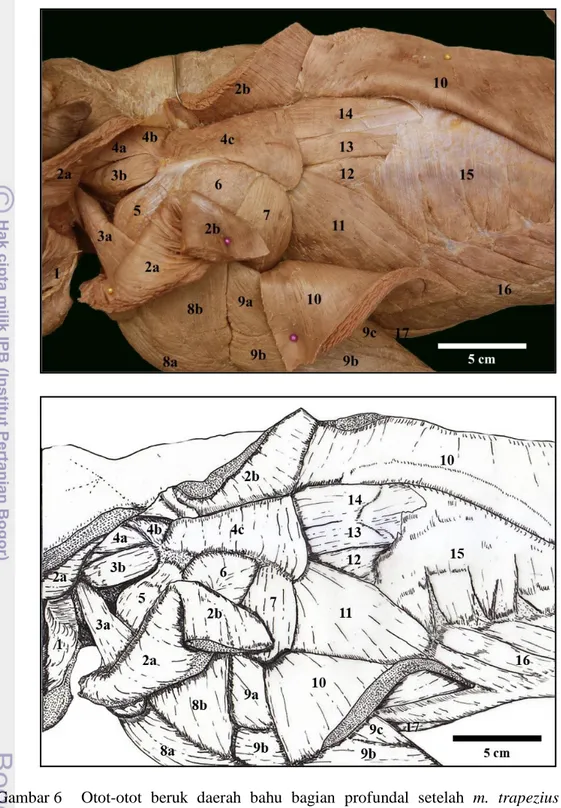 Gambar 6  Otot-otot  beruk  daerah  bahu  bagian  profundal  setelah  m.  trapezius  dan         m