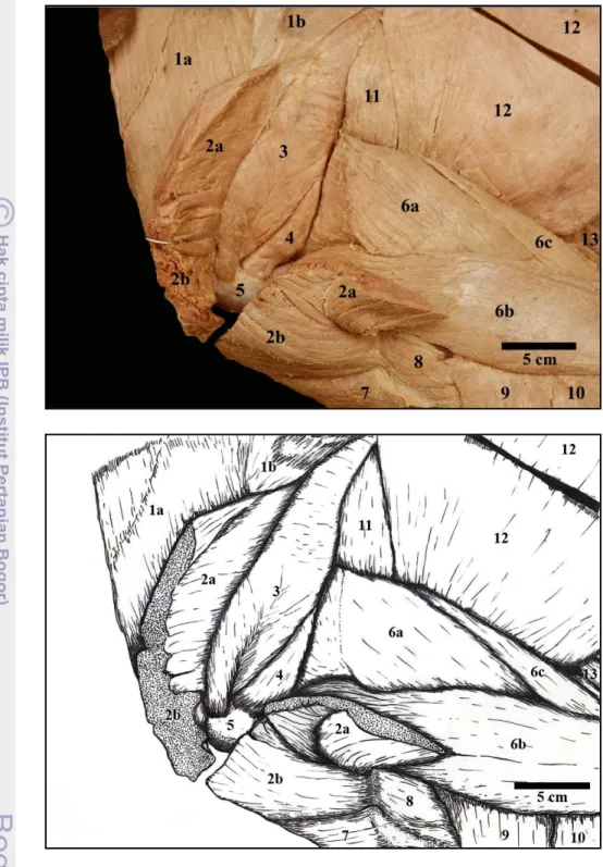 Gambar 7  Otot-otot  beruk  daerah  bahu  bagian  profundal  setelah  m.  deltoideus  dikuakkan