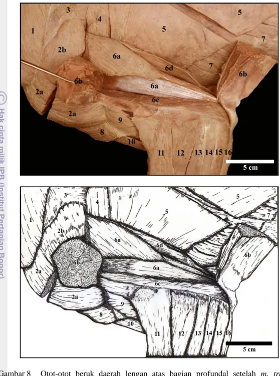 Gambar 8  Otot-otot  beruk  daerah  lengan  atas  bagian  profundal  setelah  m.  triceps  brachii caput laterale dikuakkan