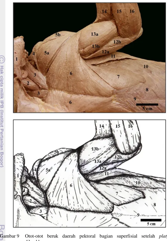 Gambar 9  Otot-otot  beruk  daerah  pektoral  bagian  superfisial  setelah  platysma  dikuakkan