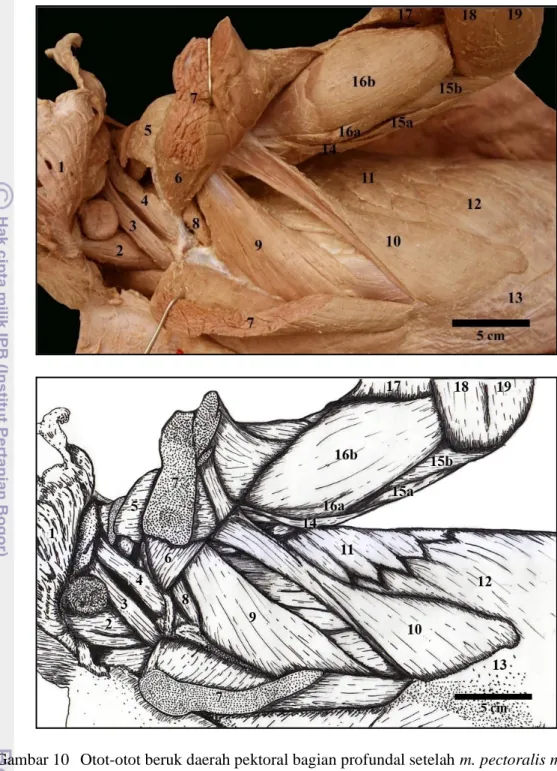 Gambar 10  Otot-otot beruk daerah pektoral bagian profundal setelah m. pectoralis major  dikuakkan