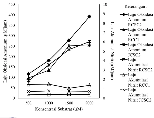 Gambar 3 Laju oksidasi amonium dan akumulasi nitrit isolat RCSC2, RCC1 dan  JCSC2 
