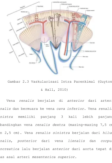 Gambar 2.3 Vaskularisasi Intra Parenkimal (Guyton 