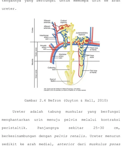Gambar 2.4 Nefron (Guyton & Hall, 2010) 
