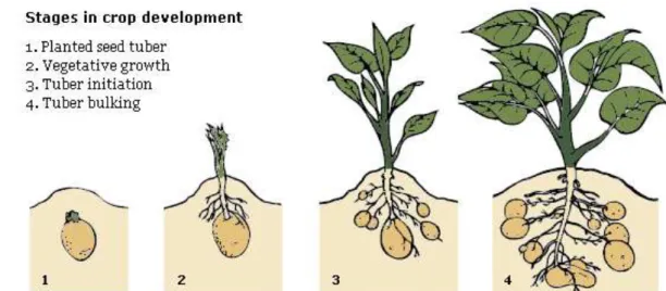 Gambar 2  Fase pertumbuhan dan perkembangan tanaman kentang.  (sumber : http//www.potato2008.org) 