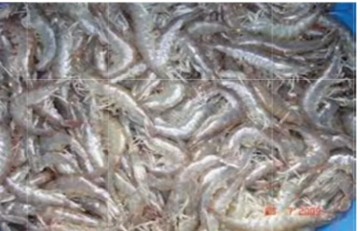 Gambar udang vannamei