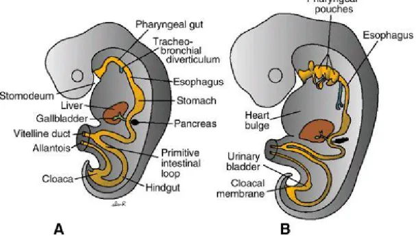 Gambar 1. Perkembangan traktus digestivus; A. traktus  digestivus bersala dari perkembangan  endoderm yang membentuk tabung yang meluas dari stomatodeum ke cloaca