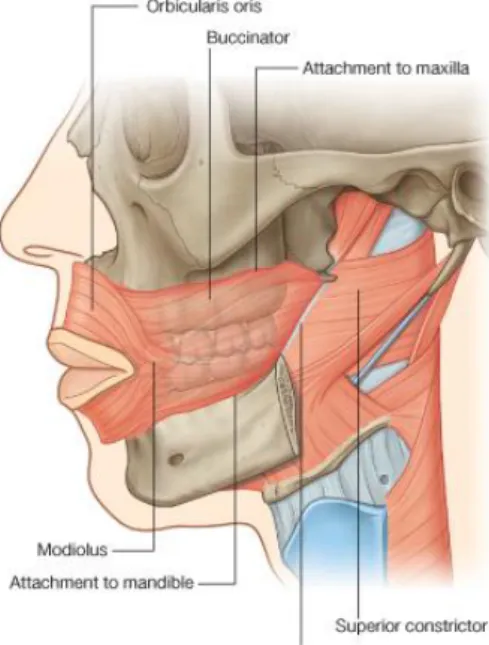 Gambar 4. Dinding cavum oris  