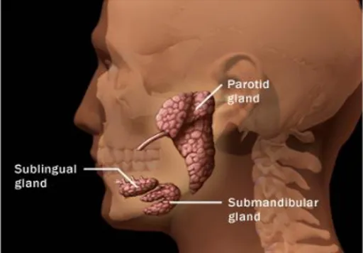 Gambar 1. Kelenjar Saliva 