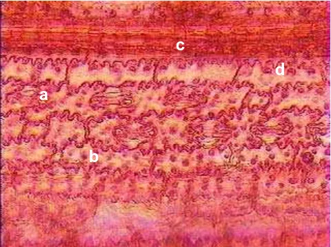 Gambar 1. Sayatan epidermis bawah daun, stomata berbentuk halter berderet-deret di antara sel tetangga