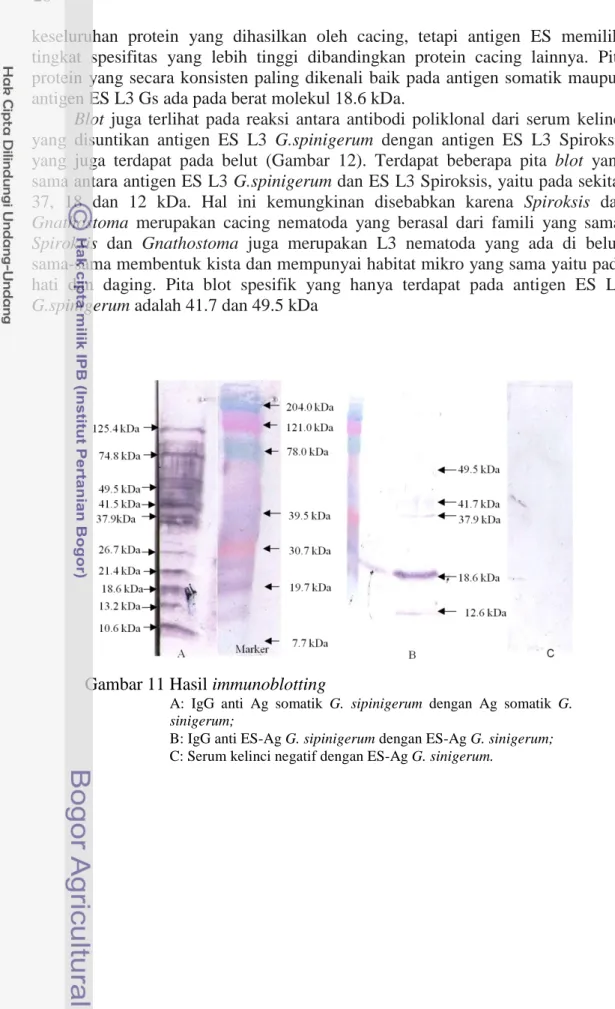 Gambar 11 Hasil immunoblotting 