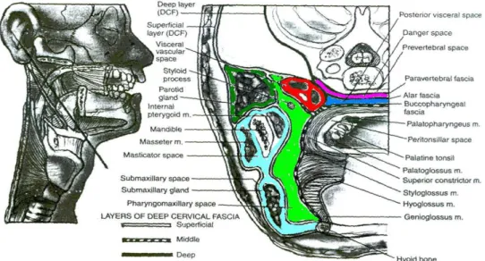 Gambar 2.5 Potongan melintang leher, memperlihatkan ruang pada leher  hubungan antara ruang pharyngomaksilaris dengan ruang-ruang yang 