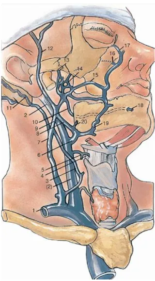 Gambar 2.8 Pembuluh darah vena di leher. 9