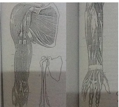 Gambar 1. Otot Lengan Atas dan Otot Lengan Bawah  (Tim Anatomi, 2004: 22 dan 26) 