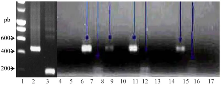 Gambar 1. PCR DNA genomik kakao. Lini 1, 2-17 adalah Smart ladder, and MJ1-tahan, MJ1-tahan, LW4- LW4-peka, LW4-LW4-peka, LW1-tahan, LW1-tahan, PN3-LW4-peka, PN3-LW4-peka, PN6-tahan, PN6-tahan,  MM2-peka, MM2-MM2-peka, MM1-tahan, MM1-tahan, MJ2-peka dan MJ