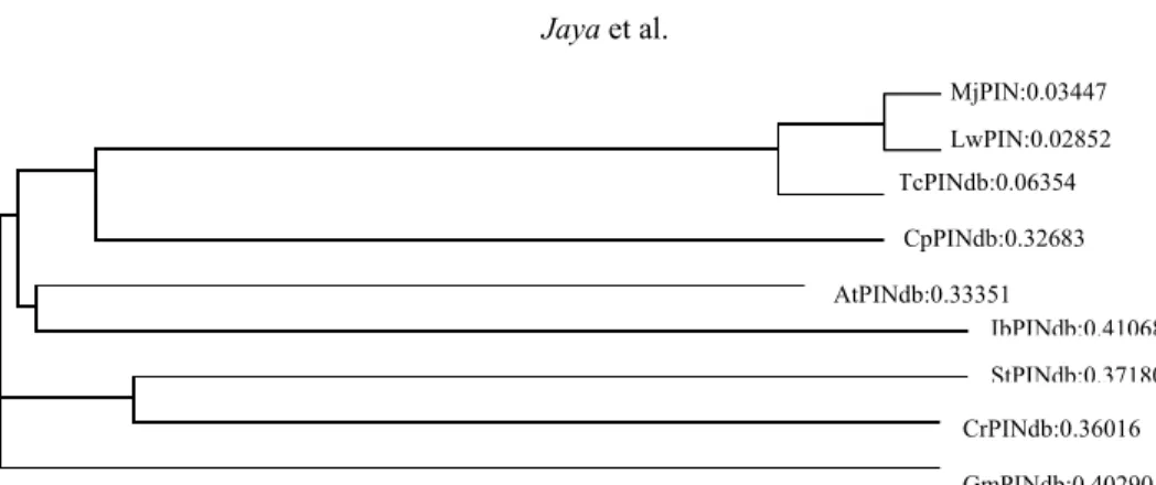 Gambar 4.  Analisis homologi dengan ClustalW dari sekuen PIN beberapa spesies dan kakao klon harapan  tahan PBK MJ1 (MjPIN) dan LW1 (LwPIN)