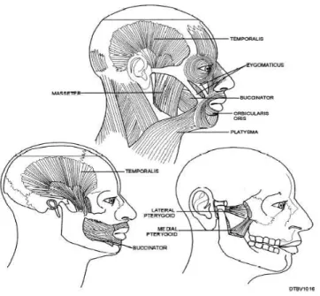Gambar 1. Anatomi otot-otot pengunyahan (www.medical.tpub.com)    