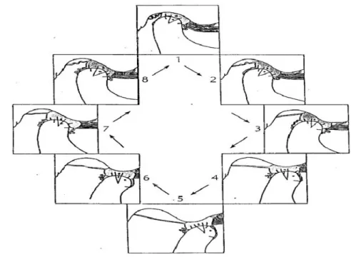 Gambar 2. Skema temporomandibular joint pada gerak rotasi dan translasi saat membuka dan  menutup mulut 