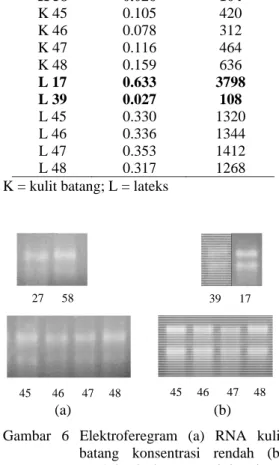 Gambar  6  Elektroferegram  (a)  RNA  kulit  batang  konsentrasi  rendah  (b)  RNA lateks konsentrasi tinggi