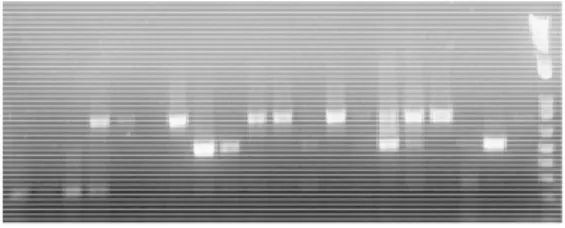 Gambar  7  Ekspresi  gen  HbACO2  pada  beberapa sampel kulit batang.           