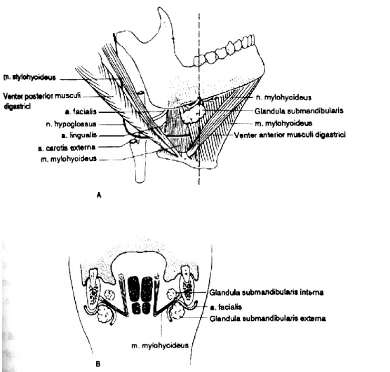 Gambar 10. M. Platysma 