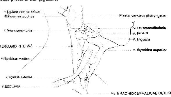 Gambar 15. V.juguiaris interna dan cabang-cabangnya a Lymphatica 