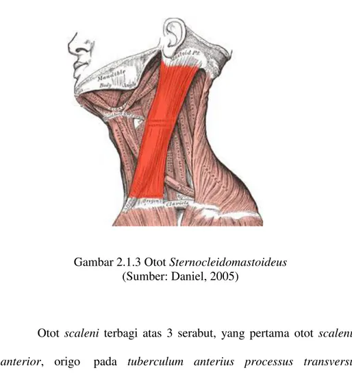 Gambar 2.1.3 Otot Sternocleidomastoideus  (Sumber: Daniel, 2005) 