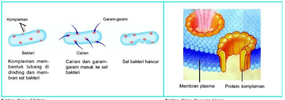 Gambar 11.3. Mekanisme penghancuran bakteri oleh protein komplemen  