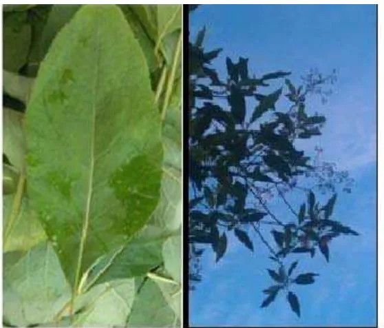 Gambar 3.  Daun Afrika (Vernonia amygdalina) 